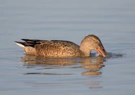 Attēlu rezultāti vaicājumam “Anas clypeata male”