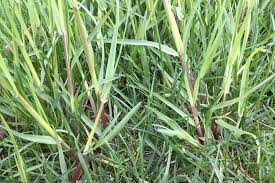 Attēlu rezultāti vaicājumam “Poa trivialis leaf”