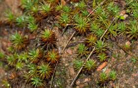Attēlu rezultāti vaicājumam “Polytrichum juniperinum”