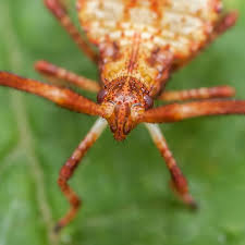 Attēlu rezultāti vaicājumam “Coreus marginatus imago”