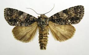 Attēlu rezultāti vaicājumam “Acronicta rumicis”