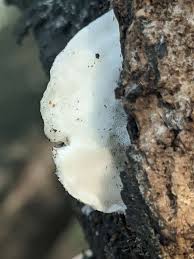 Attēlu rezultāti vaicājumam “Postia caesia”