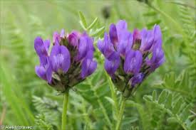 Attēlu rezultāti vaicājumam “Astragalus danicus fruit”