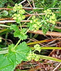Attēlu rezultāti vaicājumam “Alchemilla vulgaris aggr. bud”