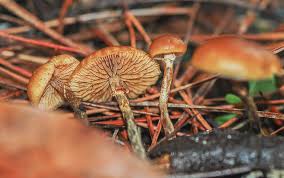 Attēlu rezultāti vaicājumam “Galerina marginata”