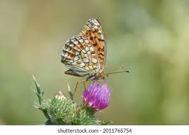 Attēlu rezultāti vaicājumam “Argynnis niobe underside”