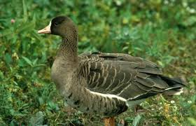 Attēlu rezultāti vaicājumam “Anser albifrons”