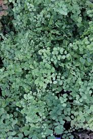 Attēlu rezultāti vaicājumam “Trichia alpina”