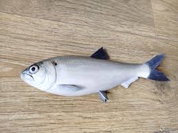 Image result for Alosa pseudoharengus