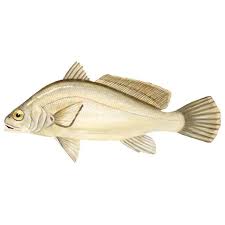 Image result for Aplodinotus grunniens