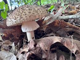 Attēlu rezultāti vaicājumam “Amanita pantherina”