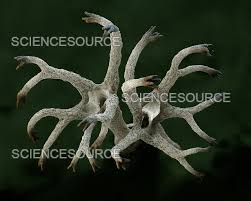 Attēlu rezultāti vaicājumam “Cladonia”