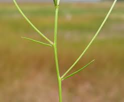 Attēlu rezultāti vaicājumam “Polygalaceae”