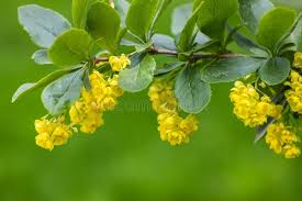 Attēlu rezultāti vaicājumam “Berberis vulgaris flower”