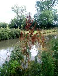 Attēlu rezultāti vaicājumam “Rumex hydrolapathum fruit”