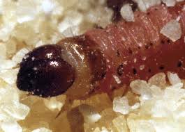 Attēlu rezultāti vaicājumam “Mellicta athalia larva”