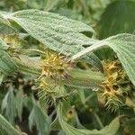 Attēlu rezultāti vaicājumam “Leonurus quinquelobatus”