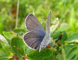 Attēlu rezultāti vaicājumam “Vacciniina optilete female”