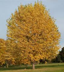 Attēlu rezultāti vaicājumam “Acer saccharinum”