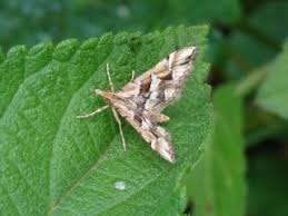 Attēlu rezultāti vaicājumam “Diasemia reticularis”