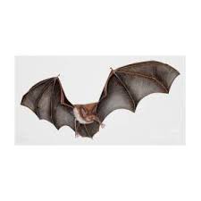 Attēlu rezultāti vaicājumam “Myotis daubentonii”