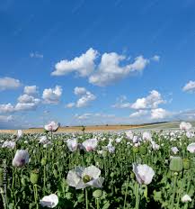 Image result for Papaver somniferum White Cloud
