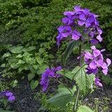 Image result for Lunaria annua