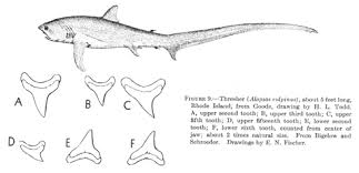 Image result for Alopias vulpinus