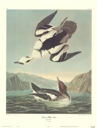 Attēlu rezultāti vaicājumam “Mergus albellus”