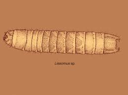 Attēlu rezultāti vaicājumam “Elateridae larva”