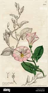 Attēlu rezultāti vaicājumam “Convolvulus arvensis flower”