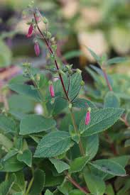 Image result for Sinningia