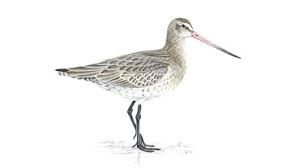 Attēlu rezultāti vaicājumam “Limosa lapponica adult”