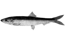 Image result for Clupea pallasii