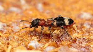 Attēlu rezultāti vaicājumam “Thanasimus formicarius”