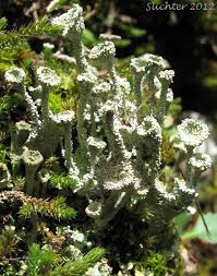 Attēlu rezultāti vaicājumam “Cladonia cornuta”