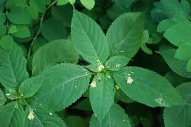 Attēlu rezultāti vaicājumam “Impatiens parviflora leaf”