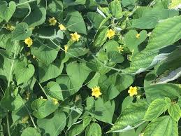 Attēlu rezultāti vaicājumam “Thladiantha dubia leaf”