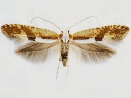 Attēlu rezultāti vaicājumam “Argyresthia pruniella”