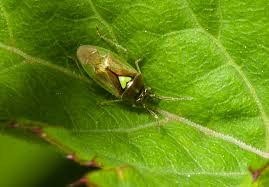 Attēlu rezultāti vaicājumam “Orthops campestris”