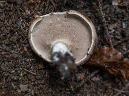 Attēlu rezultāti vaicājumam “Sarcodon imbricatum”