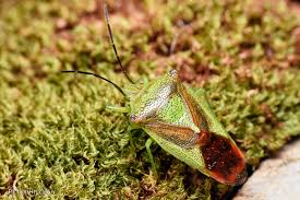 Attēlu rezultāti vaicājumam “Acanthosoma haemorrhoidale”