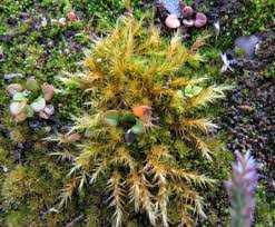 Attēlu rezultāti vaicājumam “Leiocolea heterocolpos”