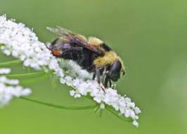 Attēlu rezultāti vaicājumam “Syrphus sp. imago”