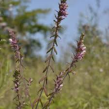 Attēlu rezultāti vaicājumam “Odontites vulgaris”