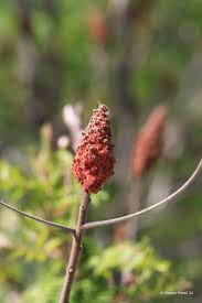 Attēlu rezultāti vaicājumam “Rhus typhina flower”