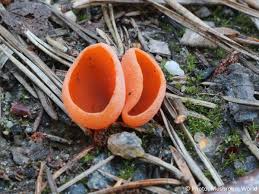 Attēlu rezultāti vaicājumam “Aleuria aurantia”