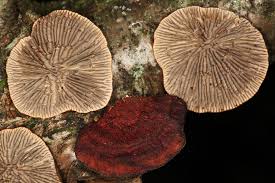 Attēlu rezultāti vaicājumam “Daedaleopsis confragosa”