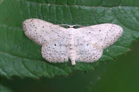Attēlu rezultāti vaicājumam “Idaea seriata”