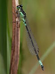 Attēlu rezultāti vaicājumam “Coenagrion armatum male”